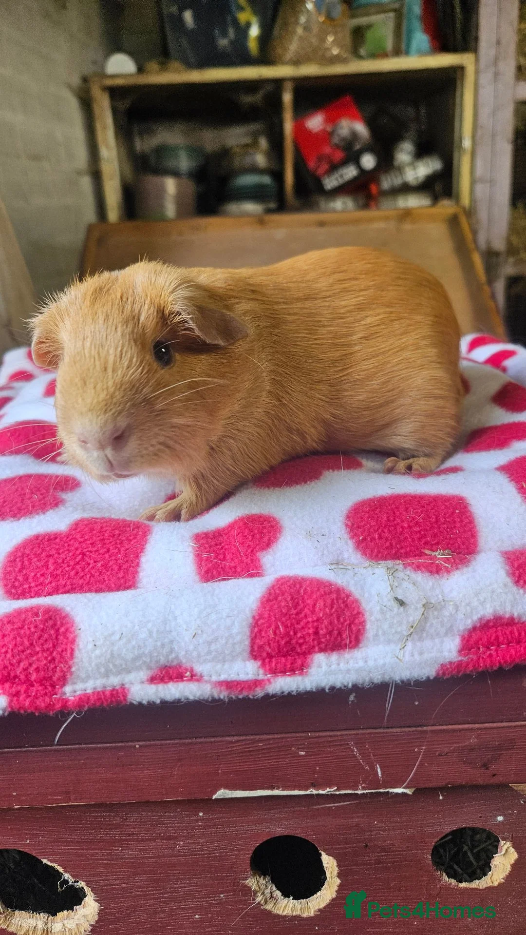 Guinea Pig rodents for sale: Beautiful baby boars - Advert 7