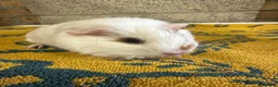 Guinea Pig rodents for sale:  Male guinea pigs for sale  - Advert 7