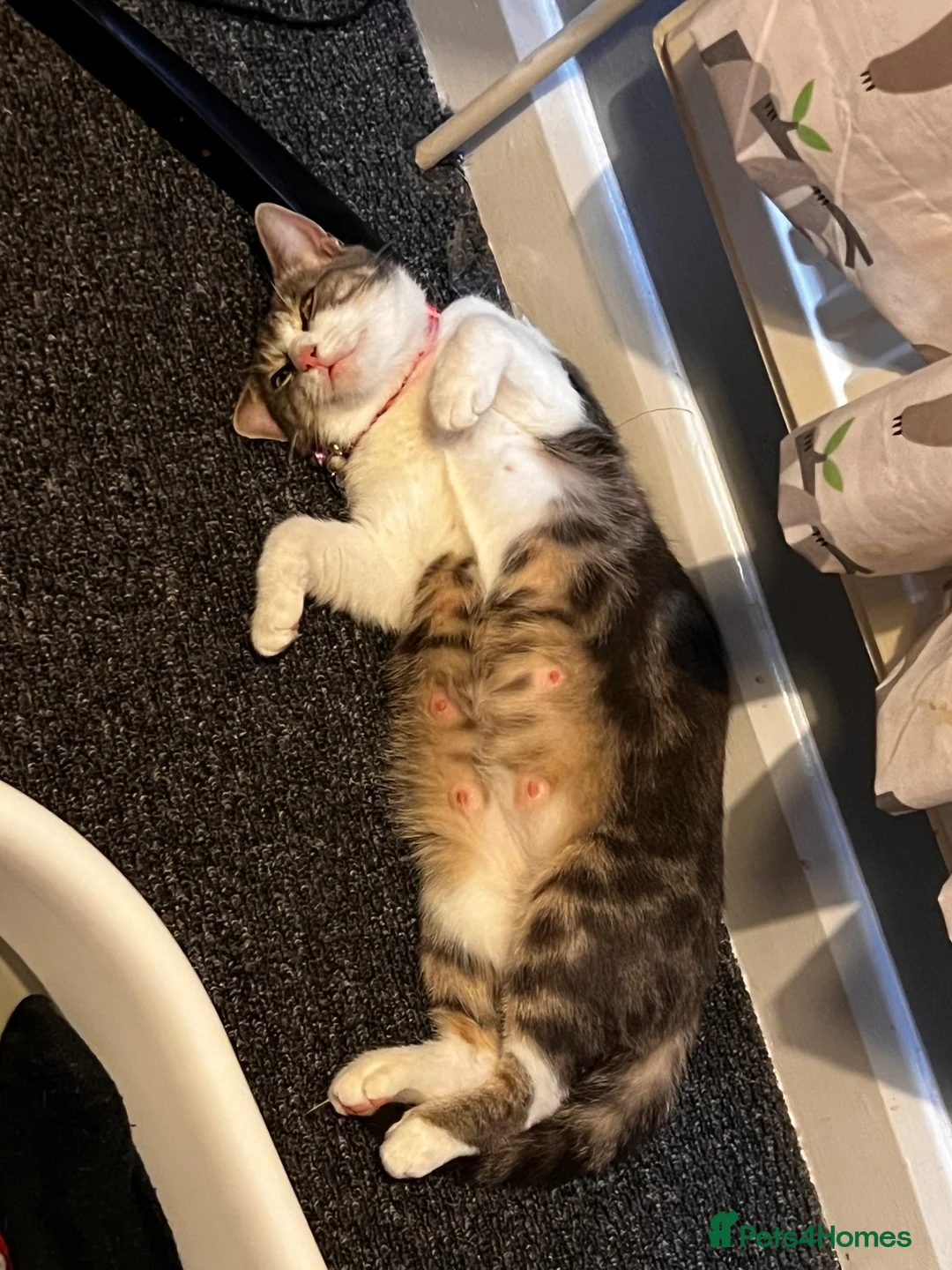 British Shorthair cats for sale: Kitten  - Advert 9