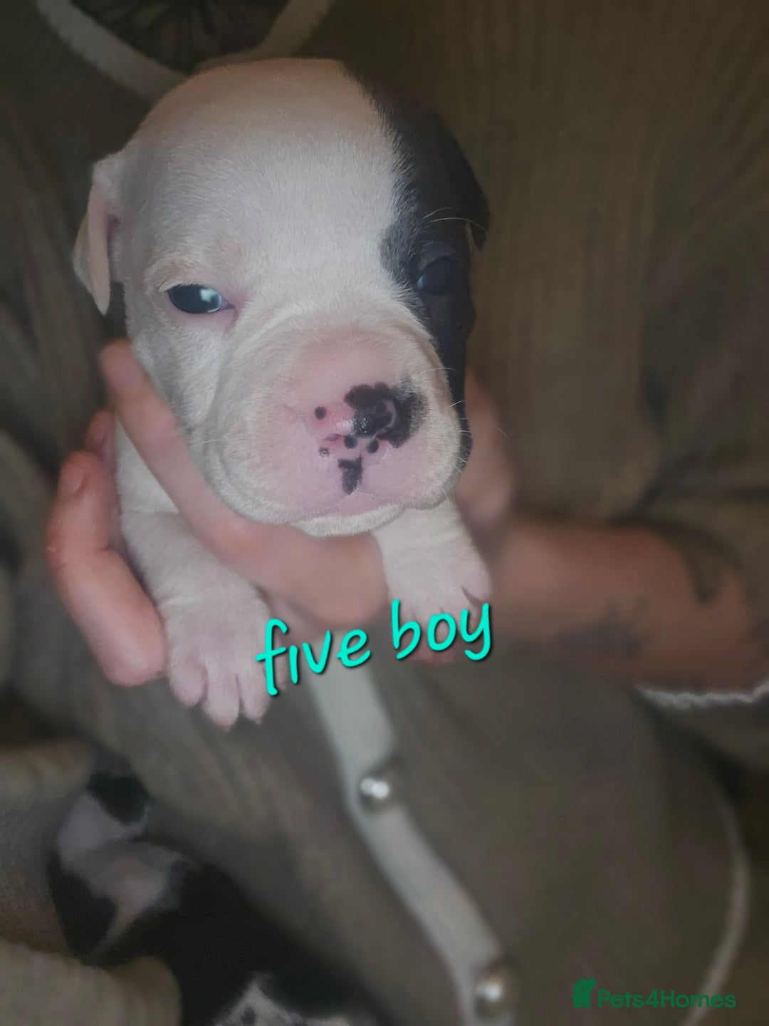 Mixed Breed dogs for sale: Olde english × staffie pups  - Advert 17