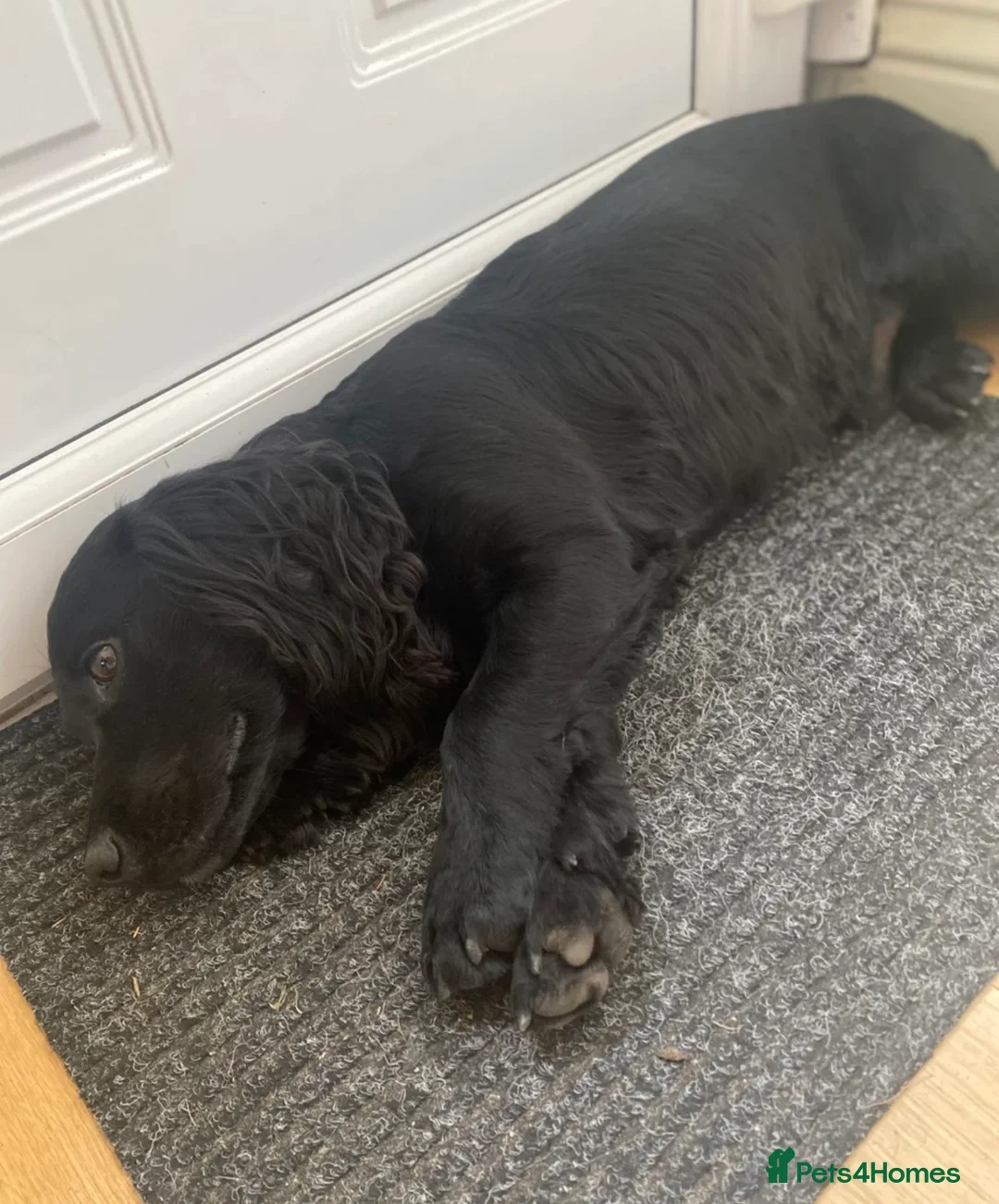 Cocker Spaniel dogs for sale: ✨ Working Cocker Spaniel pups, ready 7th March ✨ - Advert 10