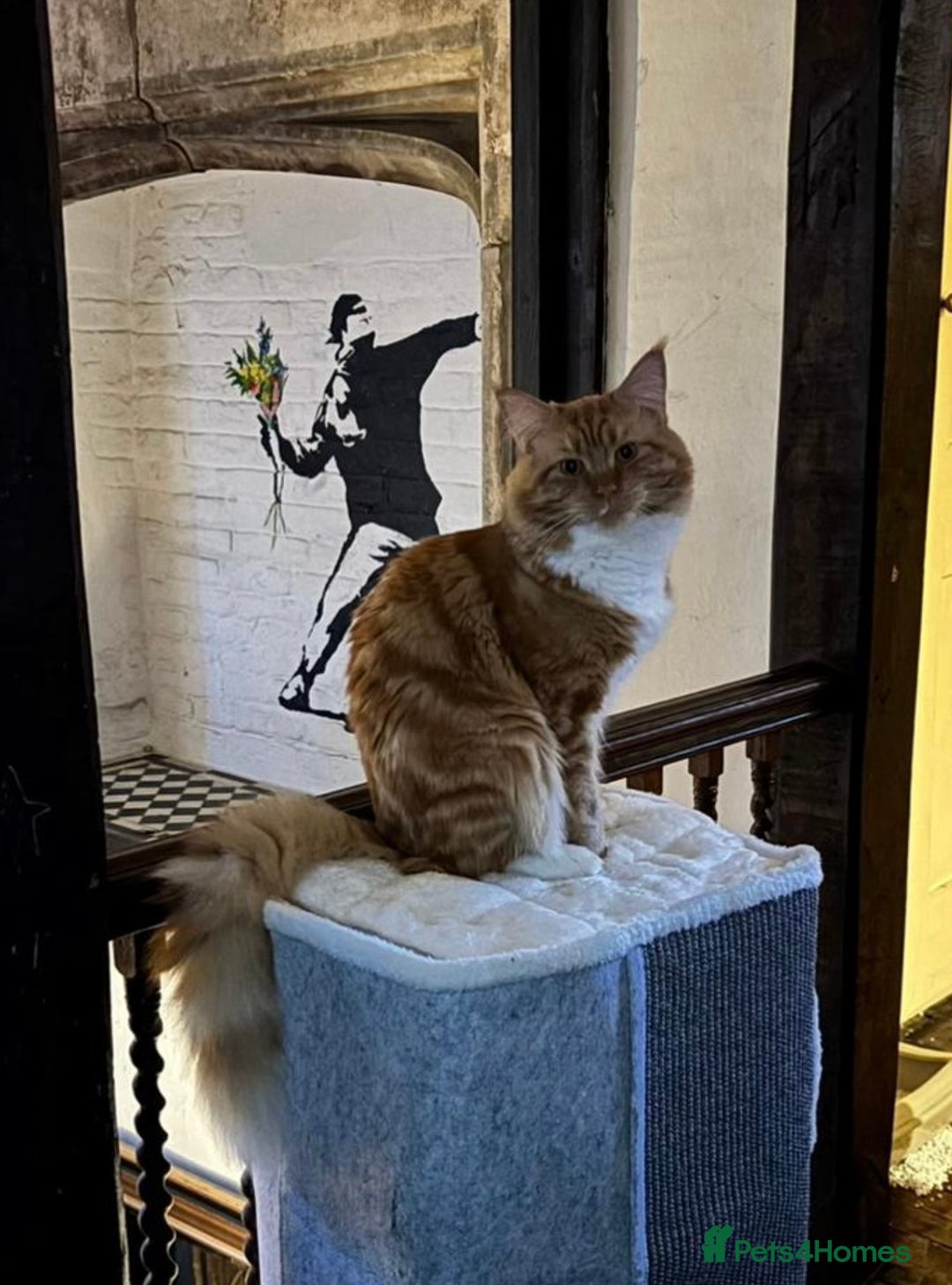 Mixed Breed cats for sale: 2 male kittens  - Advert 10