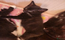 Mixed Breed cats for sale: 6 kittens for sale - Image 5