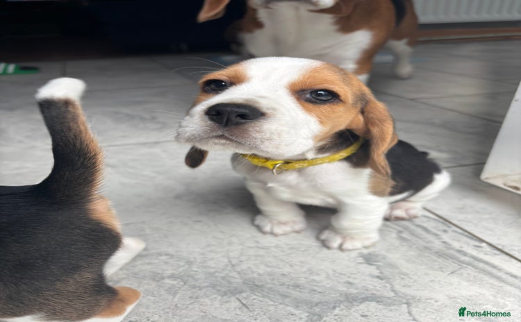 Beagle dogs - Advert 5