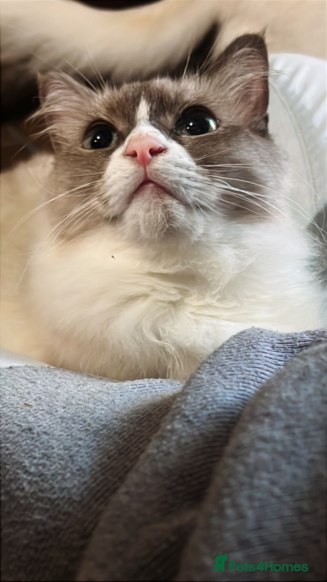 Ragdoll cats 4 Beautiful and Playful Ragdolls - Advert 2
