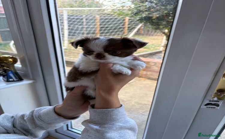 Chihuahua dogs - Advert 1