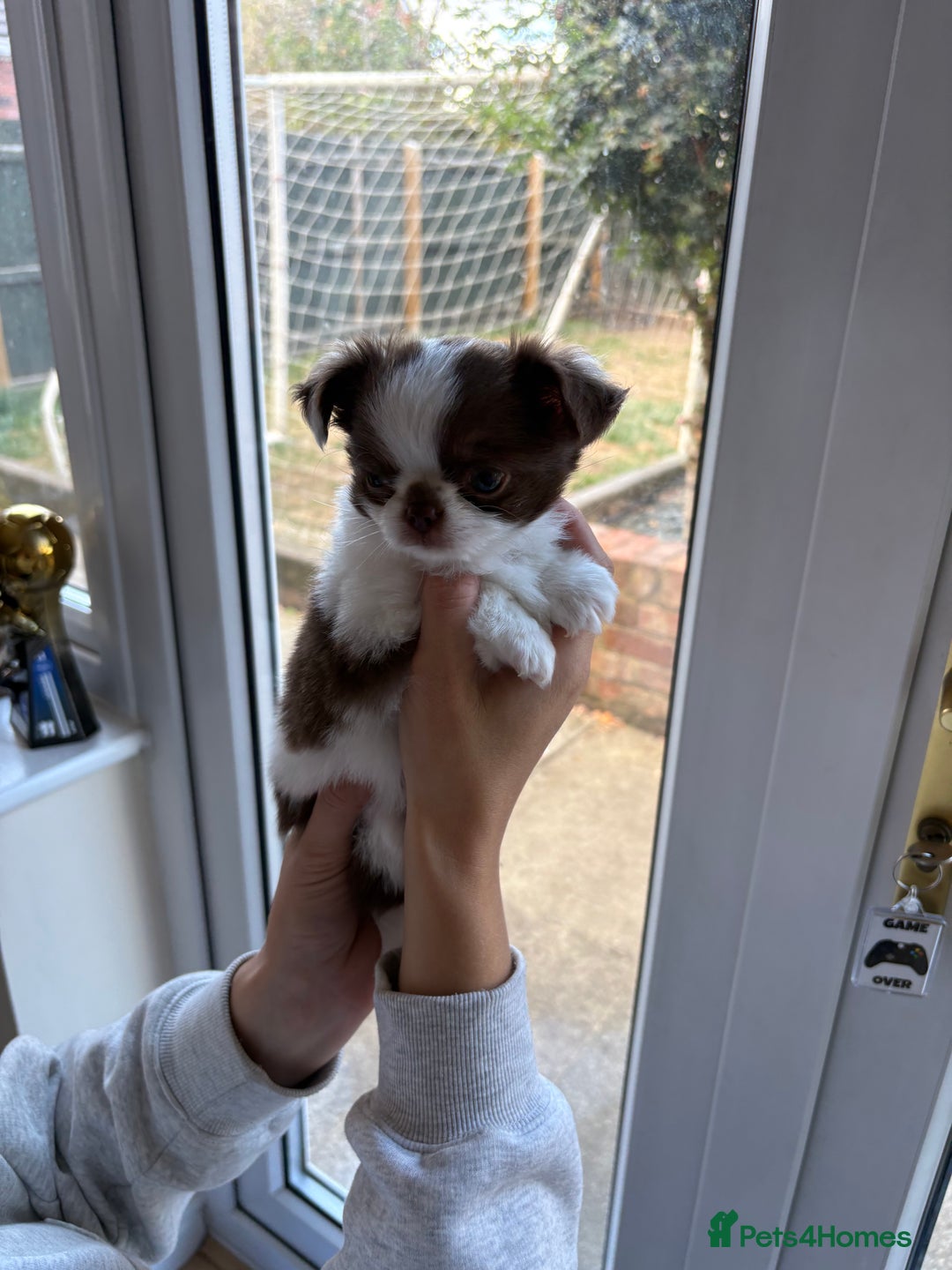 Chihuahua dogs for sale: Russian long hair Chihuahuas - Image 1