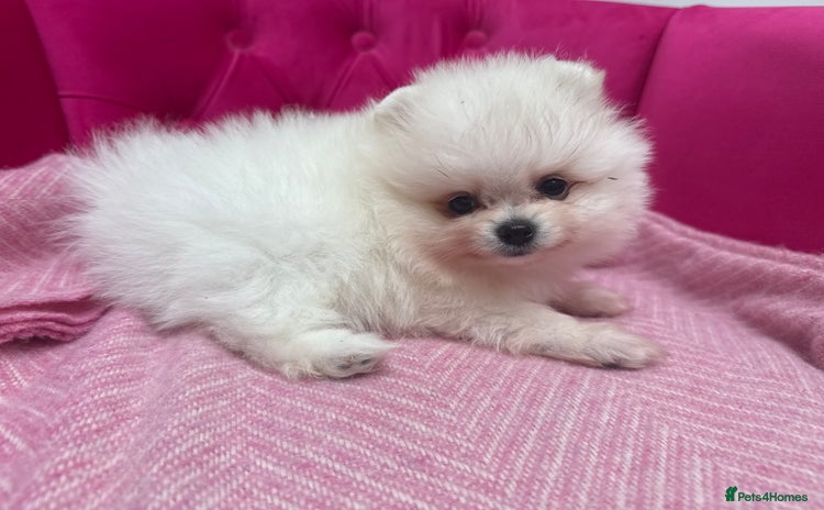 Pomeranian dogs - Advert 4
