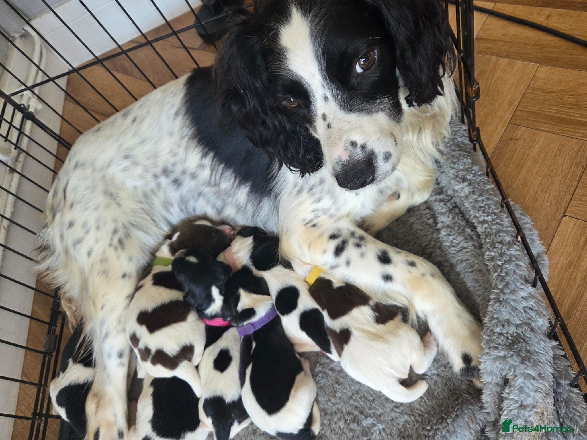 English Springer Spaniel dogs KC registered English Springer Spaniels  - Advert 7