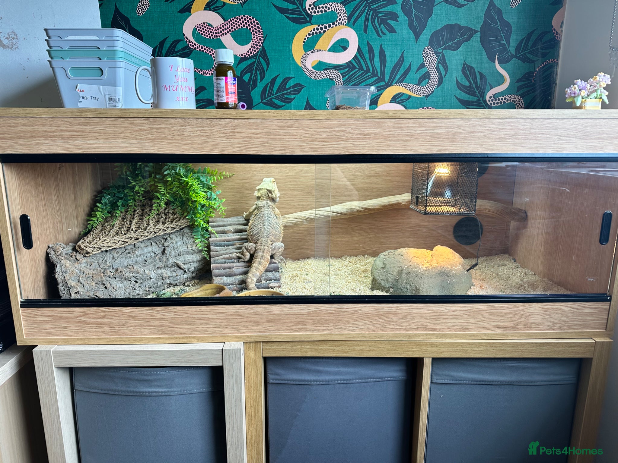 Bearded Dragon reptiles Female Bearded Dragon - Advert 7