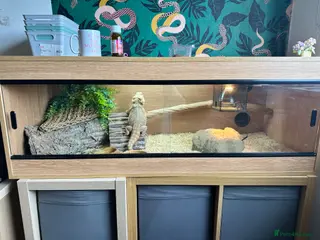 Bearded Dragon reptiles Female Bearded Dragon - Advert 7