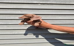 Dachshund dogs for sale: Miniature dachshund puppies  in Newmarket - Image 7