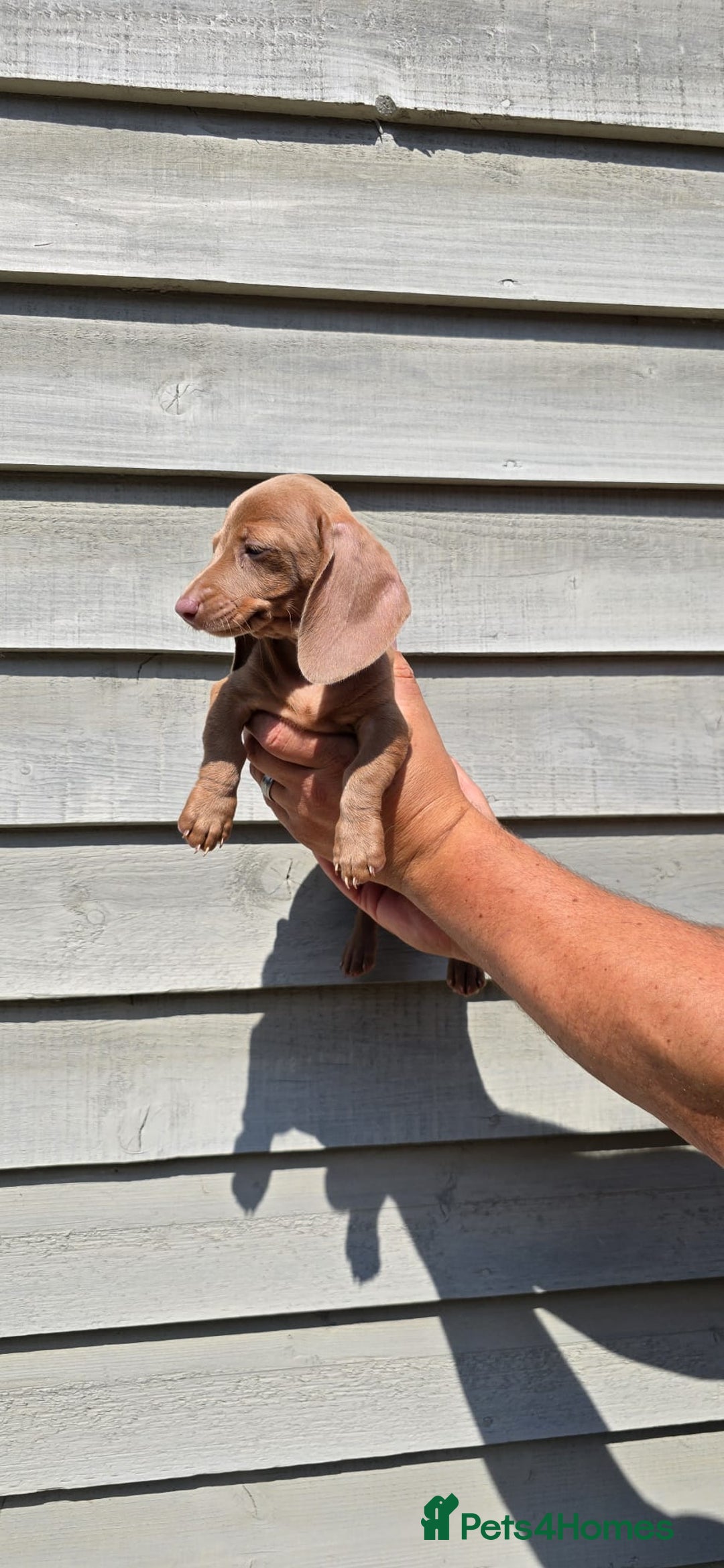 Dachshund dogs for sale: Miniature dachshund puppies  in Newmarket - Image 7