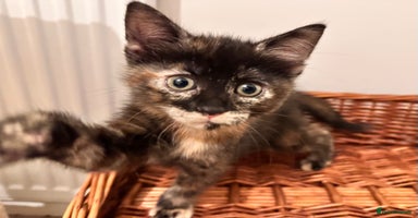 Mixed Breed cats Amiable mixed tabby kittens - Advert 9