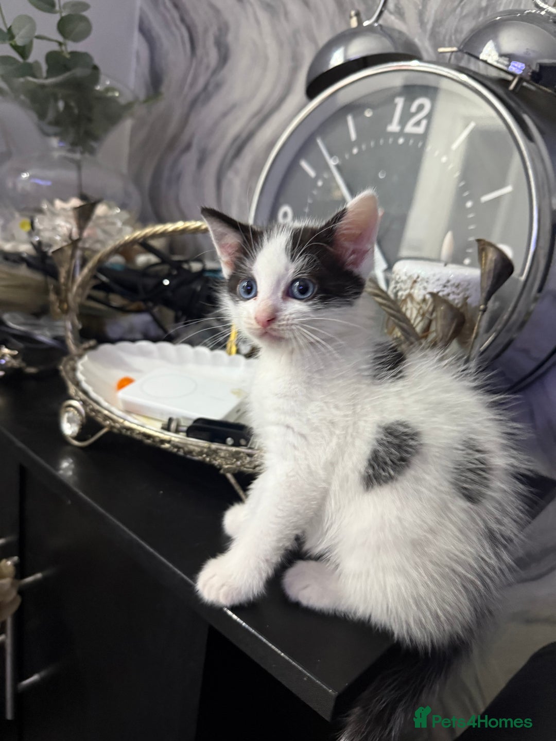 Mixed Breed cats for sale: Tabby Kittens - Advert 7