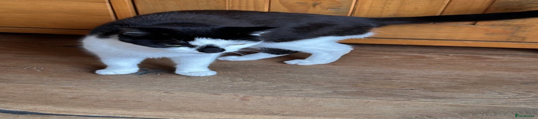 Domestic Shorthair Kitten 3