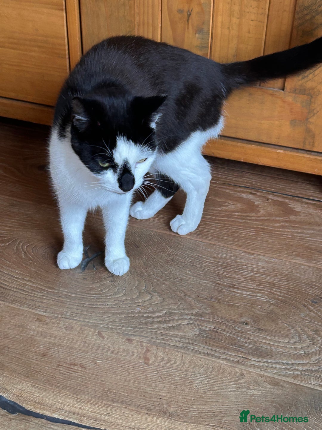 Domestic Shorthair cats for sale: Older cats needing rehoming  - Image 4