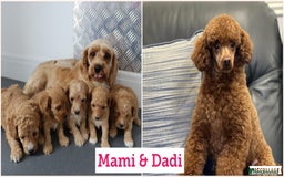 Cockapoo dogs for sale: Beautiful Cockapoo puppies for sale - Image 40