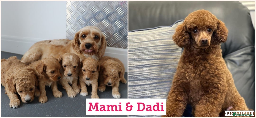Cockapoo dogs for sale: Beautiful Cockapoo puppies for sale - Image 40