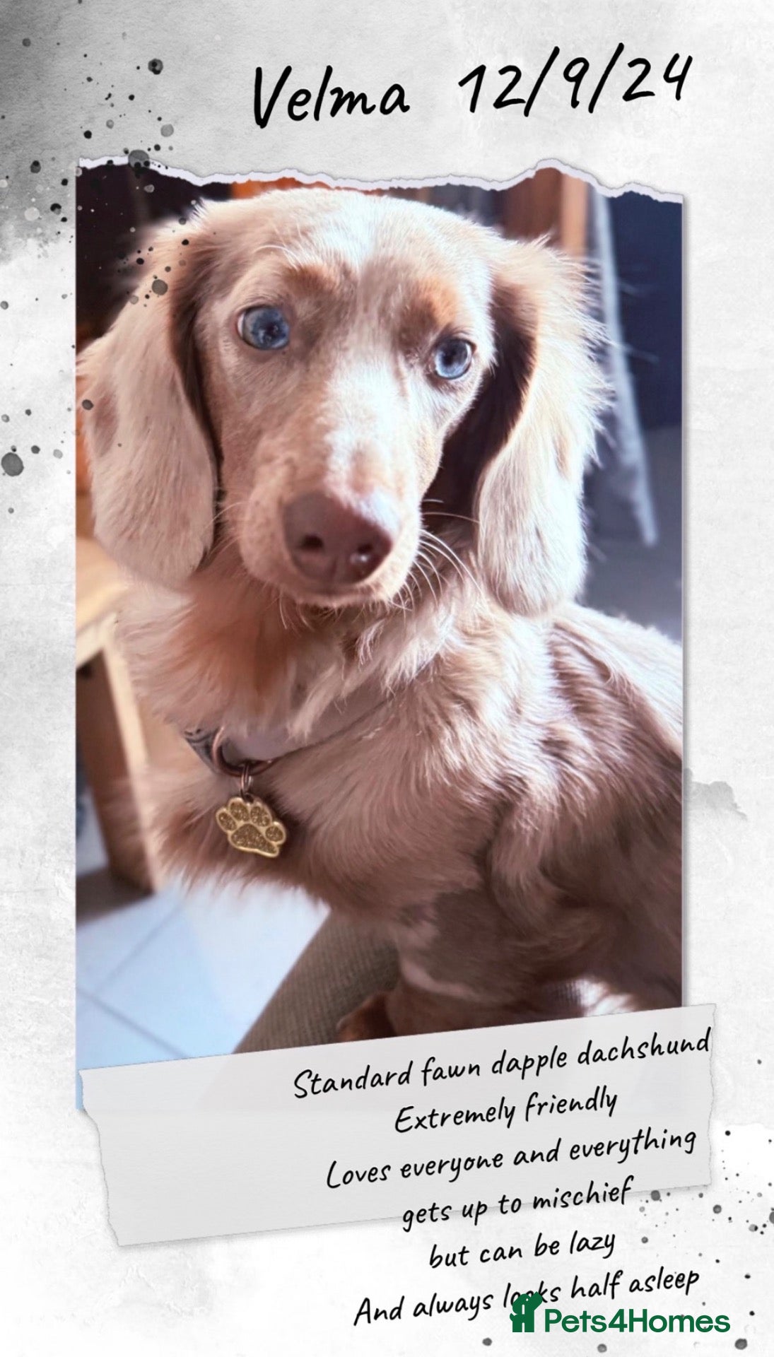 Dachshund dogs Standard/miniature dachshund  - Advert 1