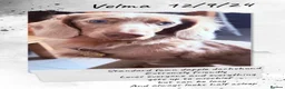 Dachshund dogs for sale: Standard/miniature dachshund  - Advert 1