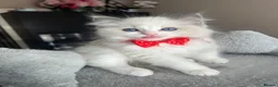 Ragdoll cats for sale: Registered Ragdoll kittens for sale - Advert 26