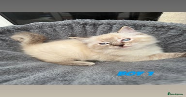 Ragdoll cats - Advert 6