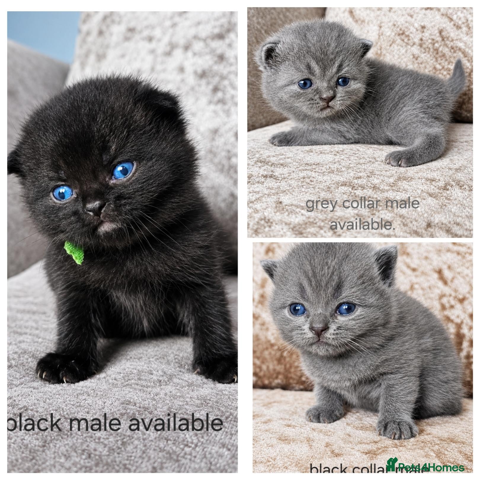 British Shorthair cats British shorthair kittens  - Advert 1
