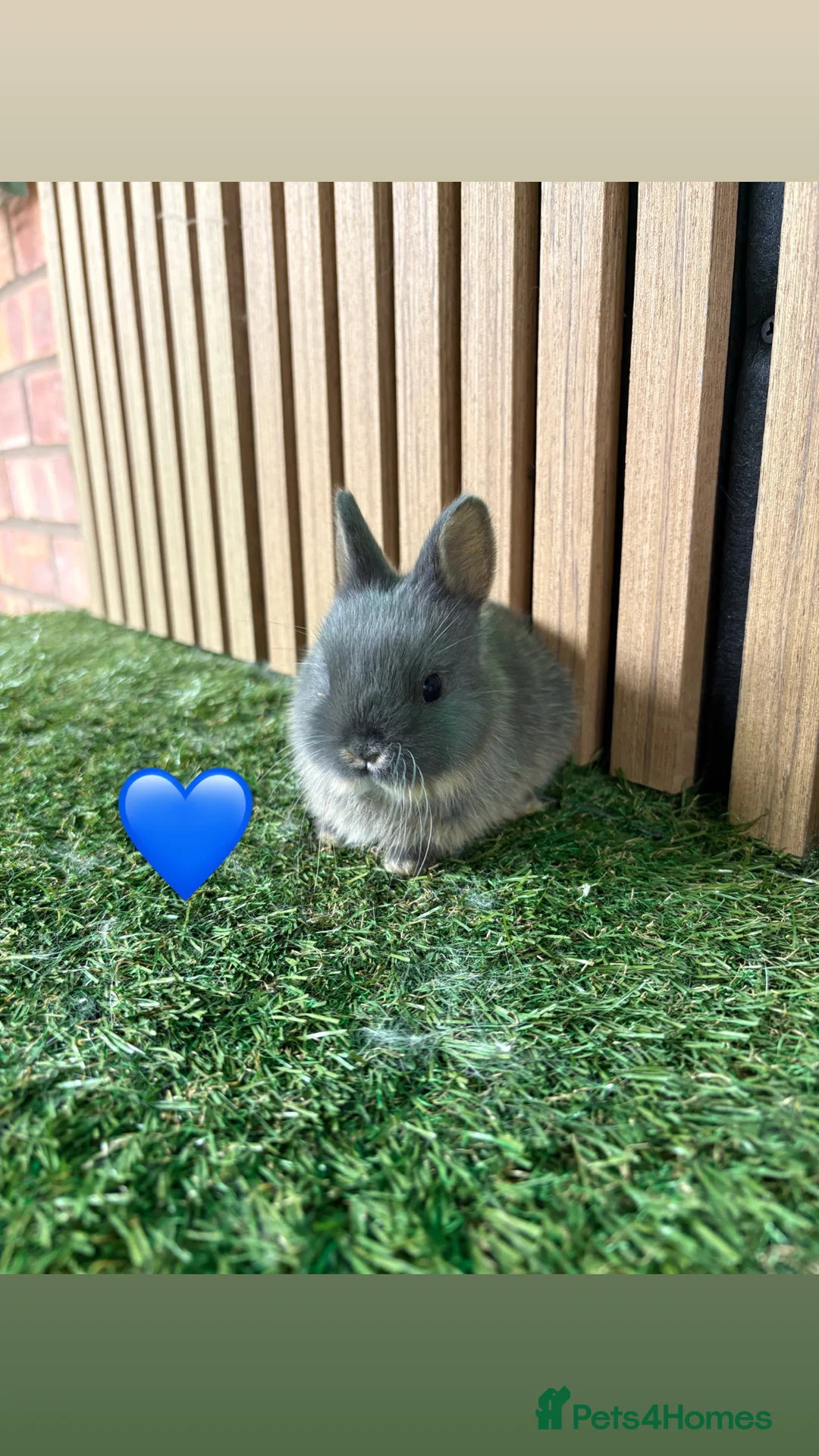 Netherland Dwarf rabbits for sale: Gorgeous Netherland dwarf babies  - Advert 3