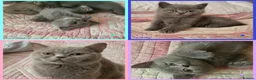 British Shorthair cats for sale: 3 beautiful blue BSH - Advert 1