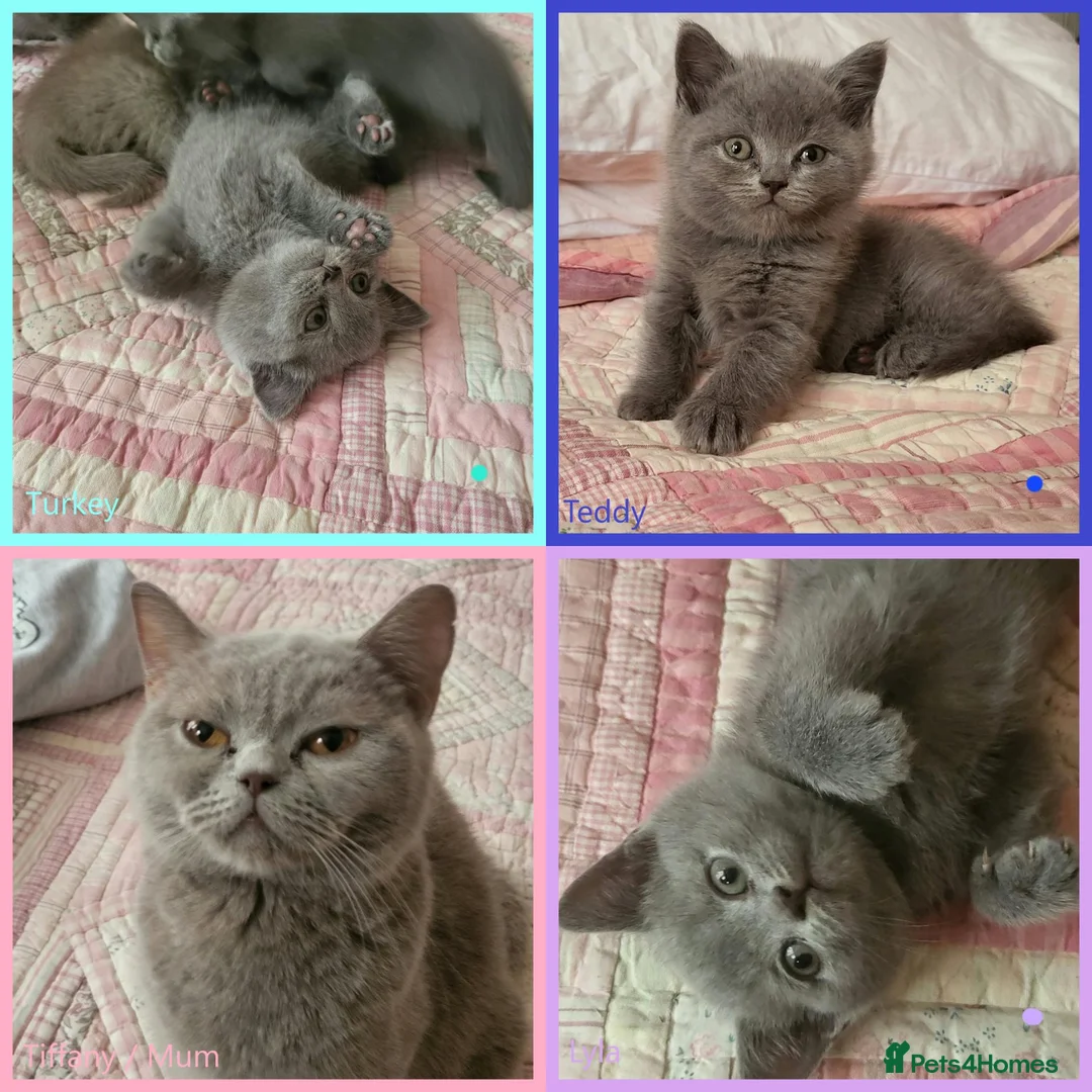 British Shorthair cats for sale: 3 beautiful blue BSH - Advert 1