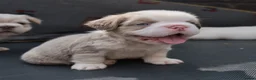 French Bulldog dogs for sale: HOME BRED FLUFFY FRENCHY•ISABELLA.KC&DNA CERT - Advert 29