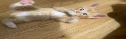 Mixed Breed cats for sale: Male ginger kitten  - Advert 7