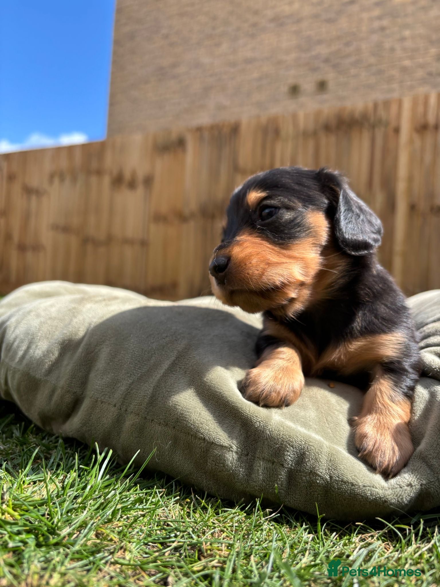 Miniature Dachshund dogs 🌟🐶KC Long-Haired Miniature Dachshund Puppies🐶🌟 - Advert 19