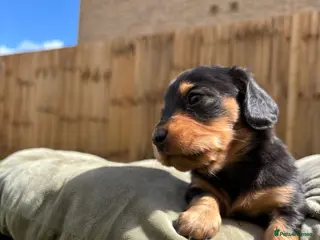 Miniature Dachshund dogs 🌟🐶KC Long-Haired Miniature Dachshund Puppies🐶🌟 - Advert 19