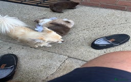 Chihuahua dogs for sale: Stunning KC registered long coat chihuahuas boys - Image 2