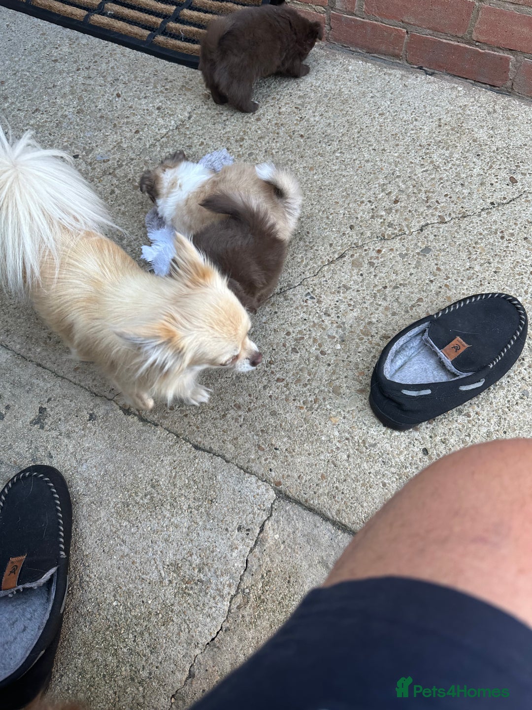 Chihuahua dogs for sale: Stunning KC registered long coat chihuahuas boys - Image 2