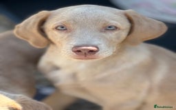 Labrador Retriever dogs for sale: Kc reg SILVER AND CHAMPAGNE LABRADORS  - Image 5