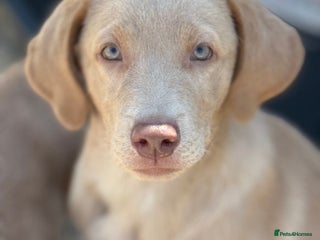 Labrador Retriever dogs - Advert 26