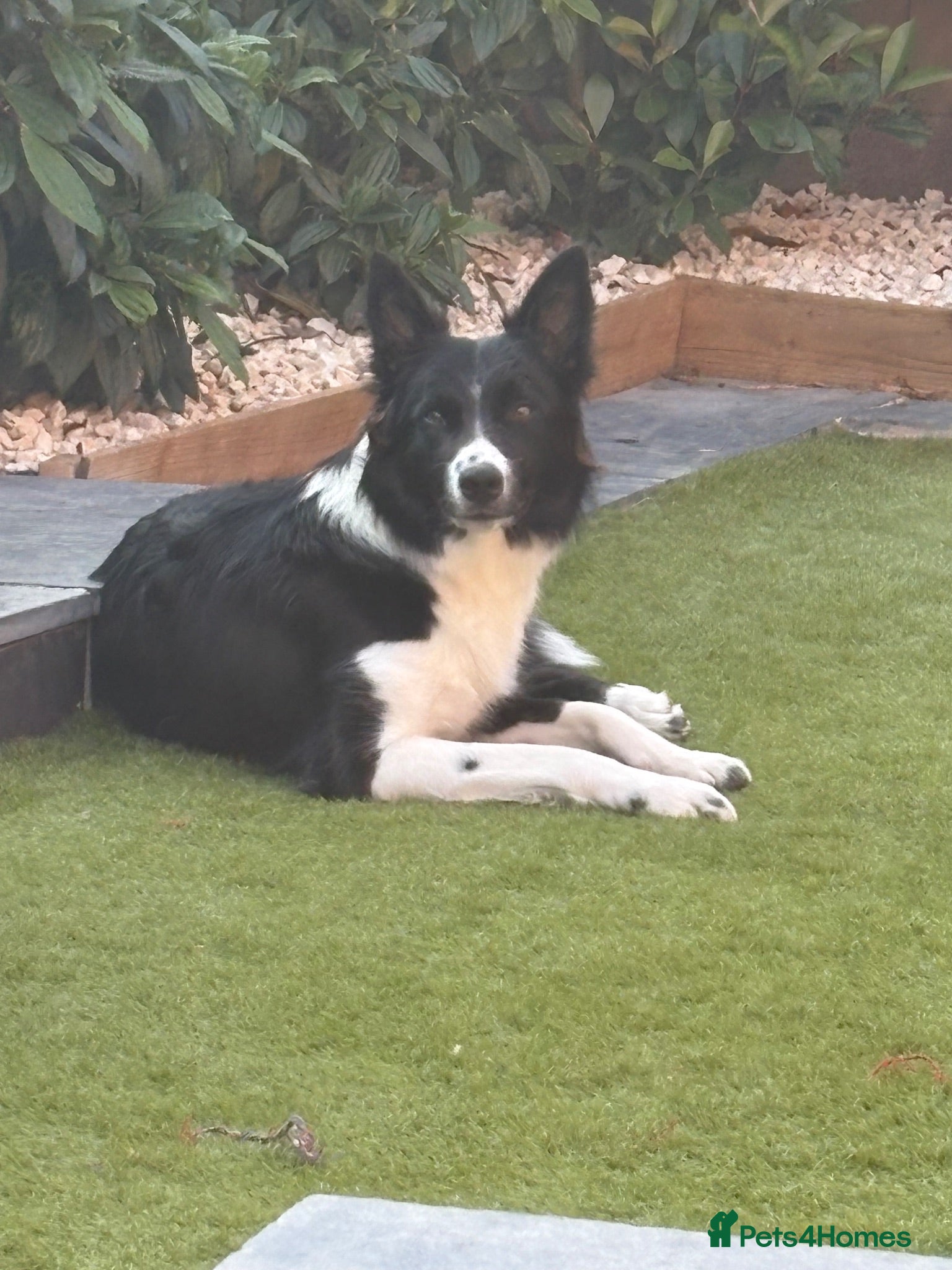 Mixed Breed dogs Border collie x Belgian Malinois  - Advert 13