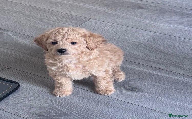 Toy Poodle dogs Beautiful Toy Poodle Puppy - Advert 1