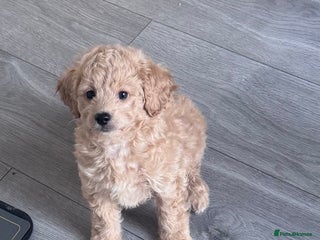 Toy Poodle dogs for sale: Beautiful Toy Poodle Puppy - Advert 1
