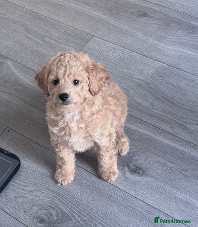 Toy Poodle dogs Beautiful Toy Poodle Puppy - Advert 1