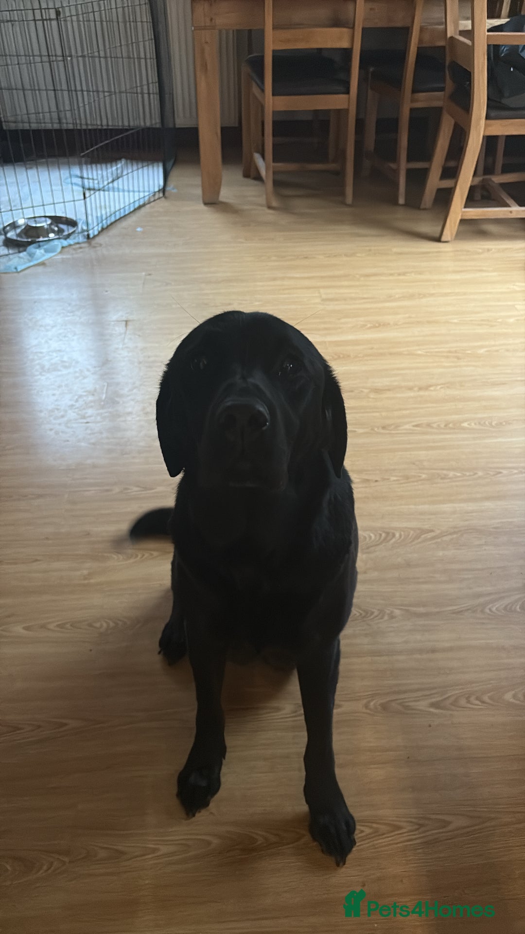 Labrador Retriever dogs for sale: Lovely unexpected litter of Labs - Image 4