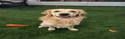 Golden Retriever dogs for sale: Golden Retriever puppys in Harrow London  - Advert 15