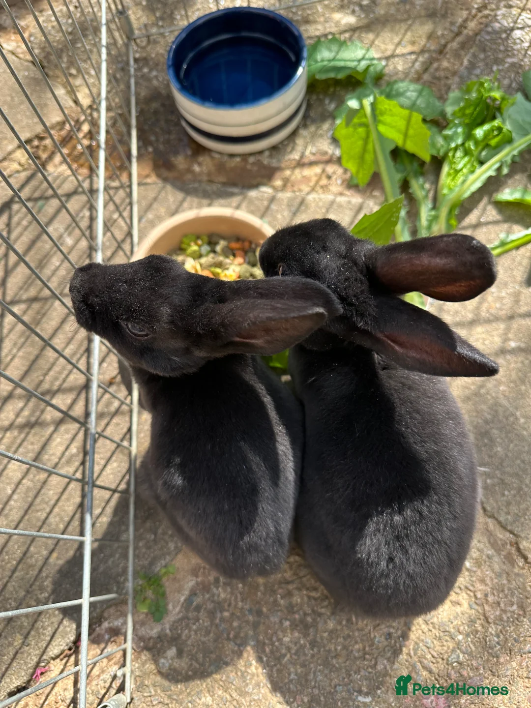 Rex rabbits for sale: Baby mini rex bunnies 9weeks  in Kettering - Advert 1