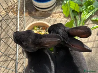 Rex rabbits Baby mini rex bunnies 9weeks - Advert 1