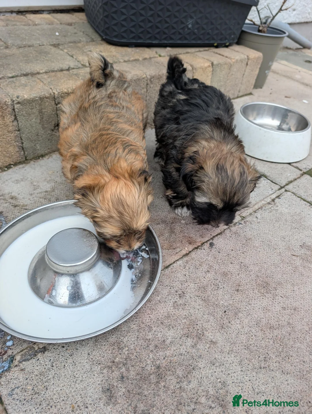 Havanese dogs for sale: KC Registered Havanese Boy  in Newtownards - Advert 6