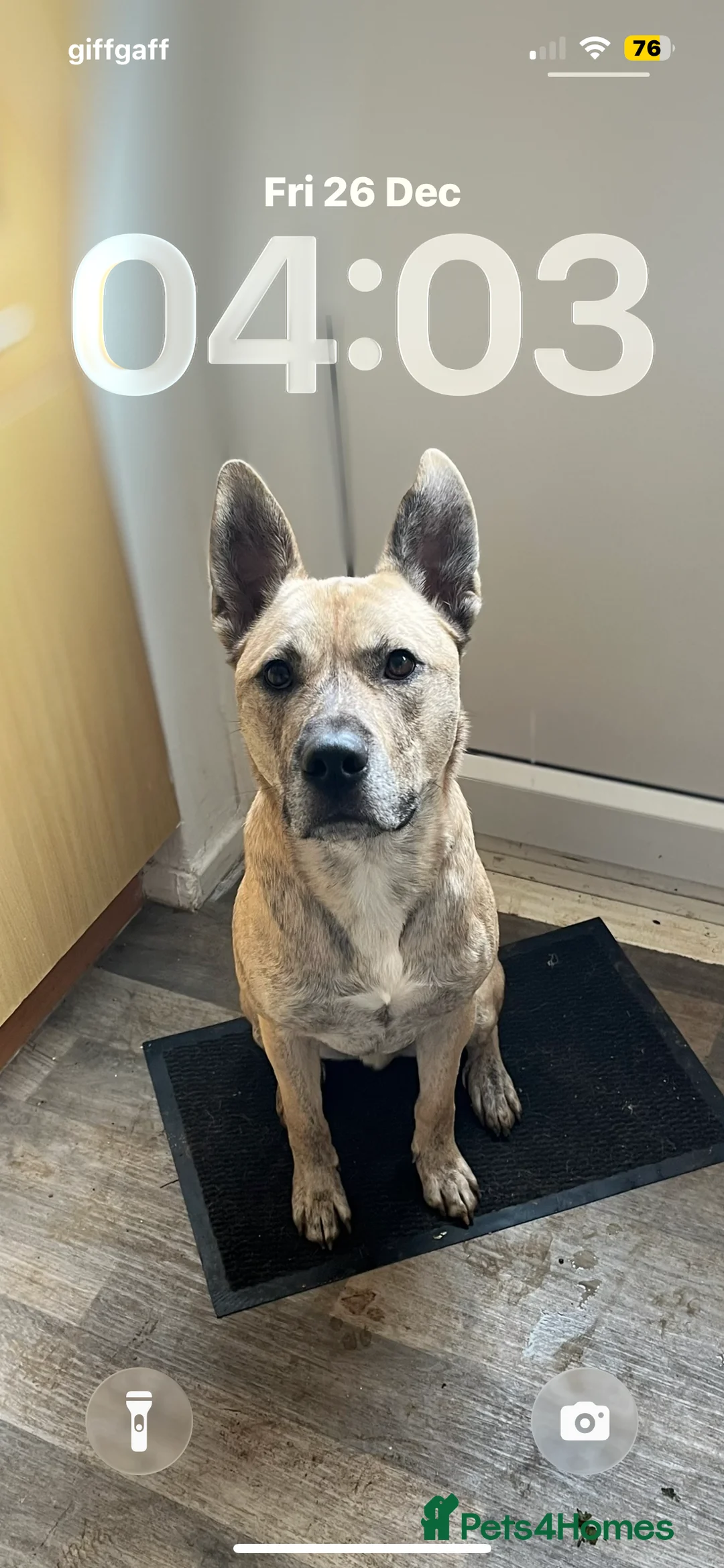 Belgian Shepherd Dog dogs for sale: Husky x Belgian shepherd dog in Huntingdon - Advert 8