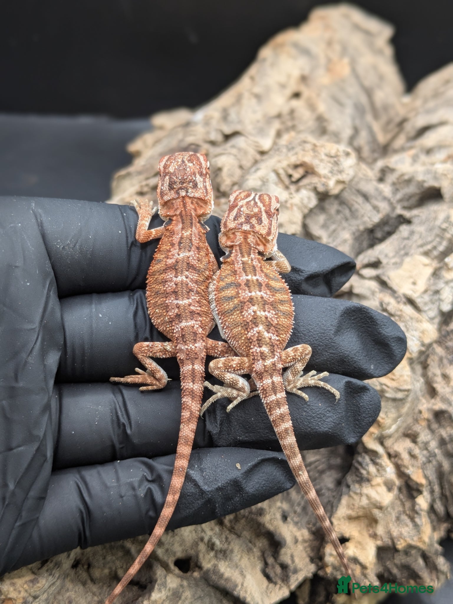 Bearded Dragon reptiles for sale: Mixed bearded dragons - Advert 6